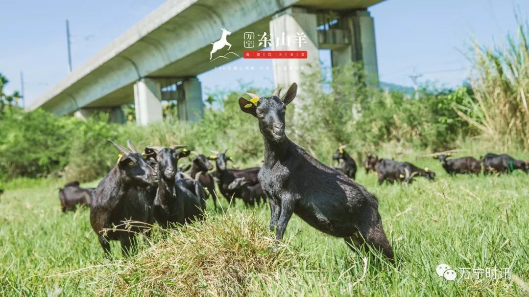 澳门一码一肖一待一中四不像一助力梦想,警惕虚假宣传，精选解析落实