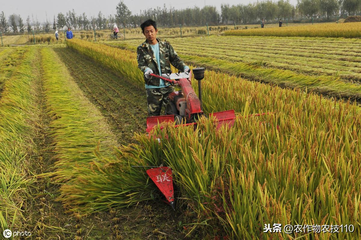 2025年正版资料免费大全中特合法吗?,词语释义解释与落实展望